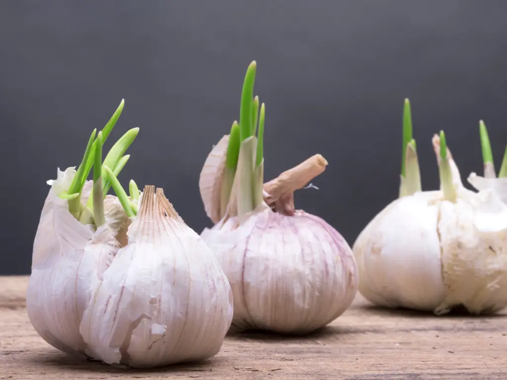 Problems when growing garlic