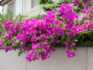 how-to-grow-Bougainvillea-featured-image