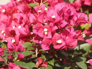 how-to-grow-bougainvillea-flowers-featured-image