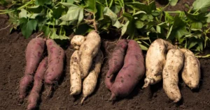 11-of-the-Best-Sweet-Potato-Varieties-to-Grow-for-Your-Garden