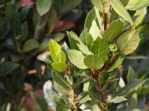 bay leaf plants