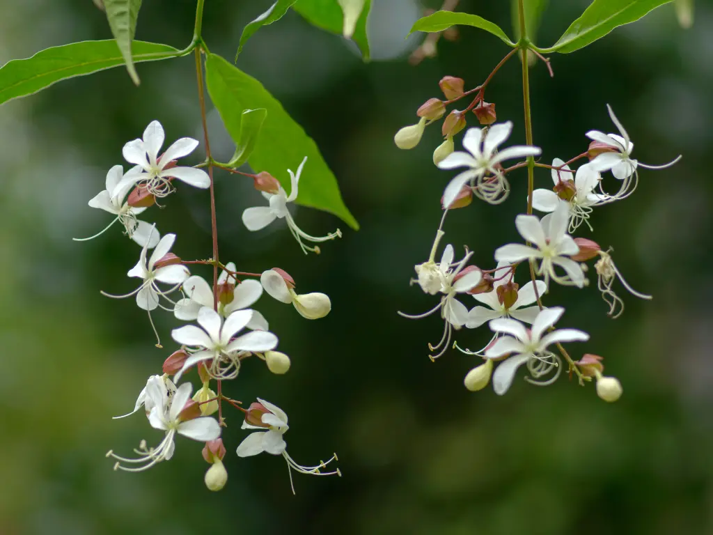 Clerodendrum wallichii flowers