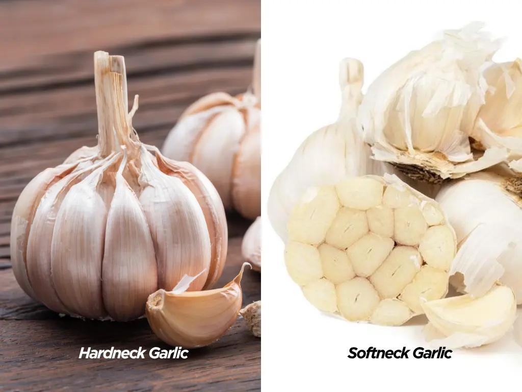 Hardneck vs. Softneck Garlic Differences