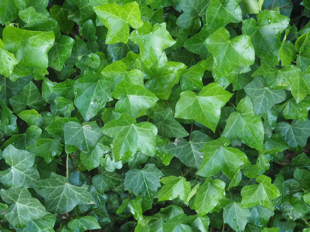 Irish Ivy (Hedera hibernica)