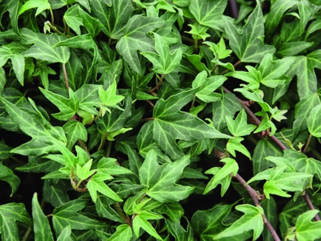 Needlepoint Ivy (Hedera helix ‘Needlepoint’)