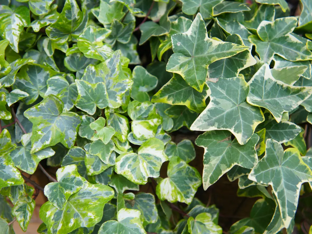 Variegated Ivy (Hedera helix ‘Glacier’)