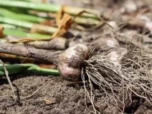 harvesting garlic in fall