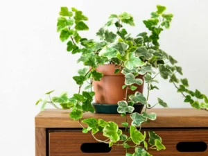 ivy-plants-indoor