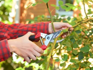 pruning-bougainvillea-featured-image