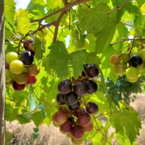 1 Alachua Muscadine Grape Starter Plug - Vitis rotundifolia - Self-Fertile Vine - Image 1