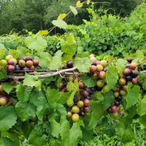 1 Alachua Muscadine Grape Starter Plug - Vitis rotundifolia - Self-Fertile Vine - Image 6
