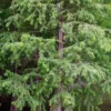 1 Bald Cypress Tree 12-24in Tall Taxodium distichum Landscape Tree Bare Root - Image 1