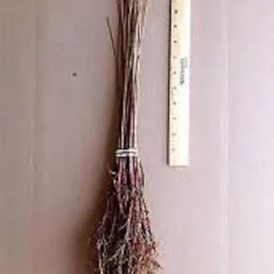 1 Bald Cypress Tree 12-24in Tall Taxodium distichum Landscape Tree Bare Root - Image 2