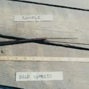 1 Bald Cypress Tree 12-24in Tall Taxodium distichum Landscape Tree Bare Root - Image 4