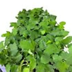 1 Black Mission Fig Tree Starter Plant - Ficus Carica Perennial Live Plant - Image 2