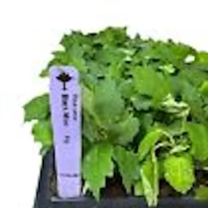 1 Black Mission Fig Tree Starter Plant - Ficus Carica Perennial Live Plant - Image 3