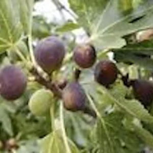 1 Black Mission Fig Tree Starter Plant - Ficus Carica Perennial Live Plant - Image 6