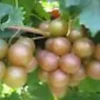 1 Carlos Muscadine Grape Plant Vitis Rotundifolia - Sweet Edible Vine Perennial Starter - Image 1