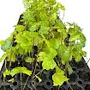 1 Carlos Muscadine Grape Plant Vitis Rotundifolia - Sweet Edible Vine Perennial Starter - Image 2