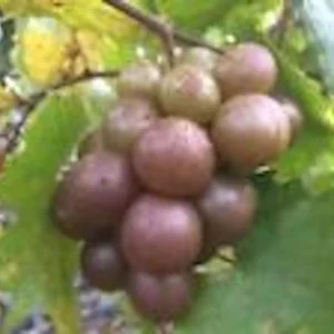 1 Carlos Muscadine Grape Plant Vitis Rotundifolia - Sweet Edible Vine Perennial Starter - Image 4