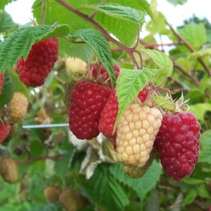 1 Cascade Delight Red Raspberry Starter Plug - Rubus idaeus Live Plant, Sweet Berries, Root Rot Resistant - Image 2