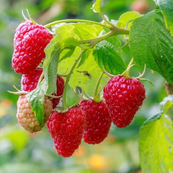 1 Cascade Delight Red Raspberry Starter Plug - Rubus idaeus Live Plant, Sweet Berries, Root Rot Resistant - Image 3