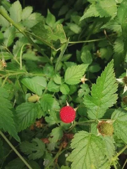 1 Cascade Delight Red Raspberry Starter Plug - Rubus idaeus Live Plant, Sweet Berries, Root Rot Resistant - Image 4