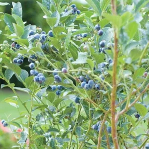 1 Chandler Blueberry Live Plant – Vaccinium corymbosum – Large Berries - Image 3