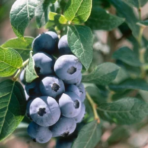 1 Chandler Blueberry Live Plant – Vaccinium corymbosum – Large Berries - Image 1
