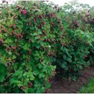 1 Columbia Star Blackberry Starter Plug - Thornless Rubus Live Plant, High-Yielding - Image 3