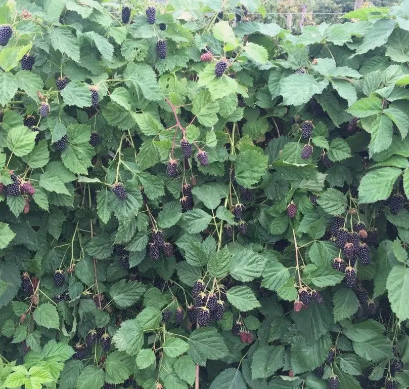 1 Columbia Star Blackberry Starter Plug - Thornless Rubus Live Plant, High-Yielding - Image 4