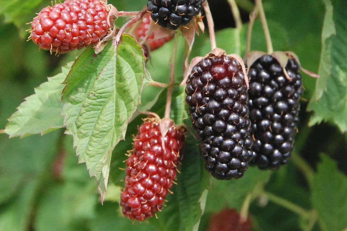 1 Columbia Star Blackberry Starter Plug - Thornless Rubus Live Plant, High-Yielding - Image 5