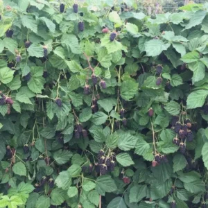 1 Columbia Star Blackberry Starter Plug - Thornless Rubus Live Plant, High-Yielding - Image 8