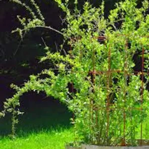 1 Goji Berry Live Plant Lycium barbarum - Fruit Starter Bush - Image 2