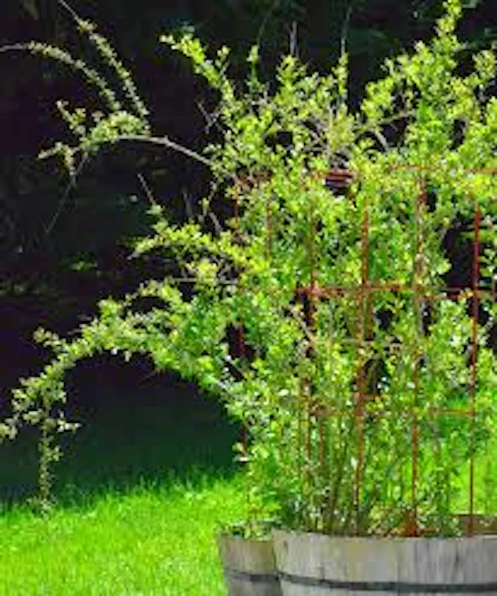 1 Goji Berry Live Plant Lycium barbarum - Fruit Starter Bush - Image 2