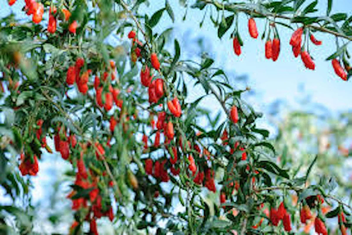 1 Goji Berry Live Plant Lycium barbarum - Fruit Starter Bush - Image 3