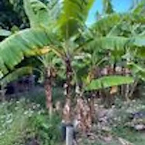 1 Grand Nain Banana Tree Starter Plant - Live Fruit Plant - Image 6