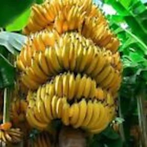 1 Grand Nain Banana Tree Starter Plant - Live Fruit Plant - Image 7
