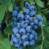 1 Jewel Blueberry Starter Plug - Vaccinium corymbosum Live Plant - Image 1