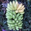 1 Lakatan Banana Starter Plug Musa acuminata 'Lakatan' Live Plant Sweet Fruit - Image 1