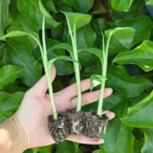 1 Lakatan Banana Starter Plug Musa acuminata 'Lakatan' Live Plant Sweet Fruit - Image 4