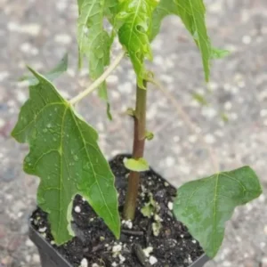 1 Mountain Papaya Babaco Starter Plant Bare Root - Seedless Fruit Tree - Image 8