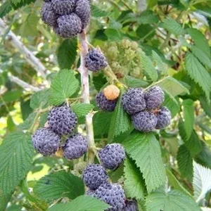 1 Mysore Black Raspberry Plant – Tropical Fruiting Bush – Rooted Starter – 8-12in Tall - Image 2