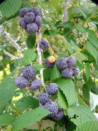 1 Mysore Black Raspberry Plant – Tropical Fruiting Bush – Rooted Starter – 8-12in Tall - Image 2