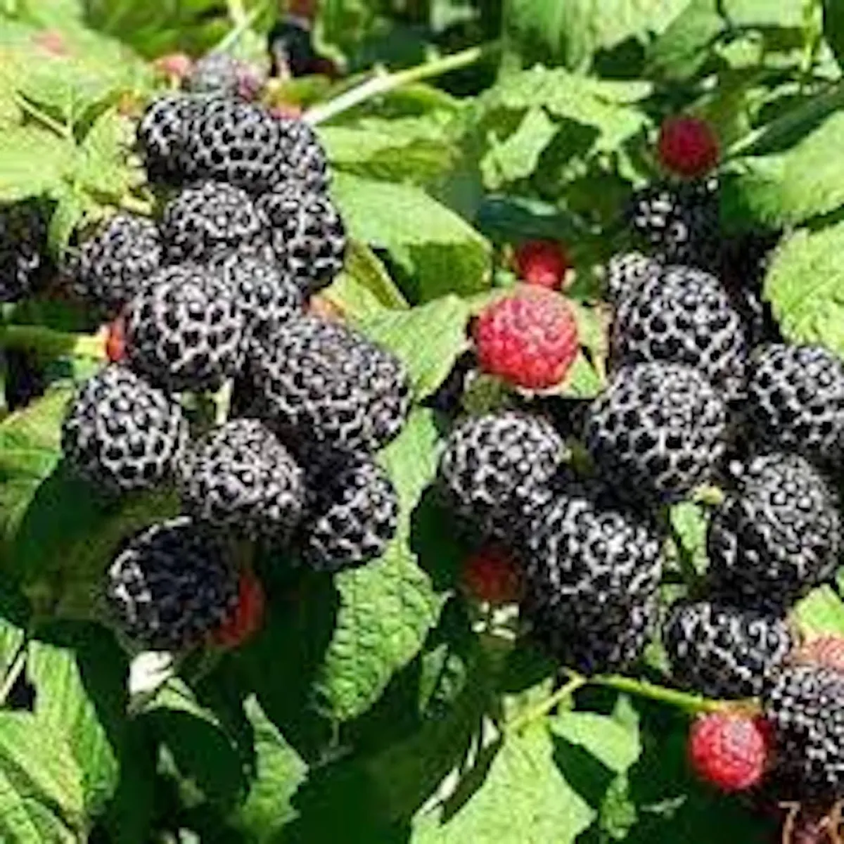 1 Mysore Black Raspberry Plant – Tropical Fruiting Bush – Rooted Starter – 8-12in Tall - Image 1