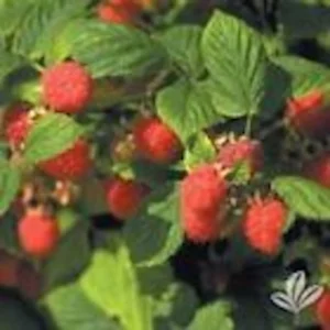 1 Nantahala Red Raspberry Live Plant – Starter Plug – Edible Perennial Vine - Image 4
