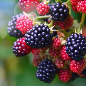 1 Osage Thornless Blackberry Live Plant - Early-Ripening, Sweet Berries - Image 1