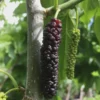 1 Pakistan Mulberry Tree Starter Plug - Morus macroura Live Plant - Fast Growing Fruit Tree - Image 1