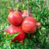 1 Parfianka Pomegranate Tree Live Plant - Sweet Fruit & Soft Seeds - Image 1