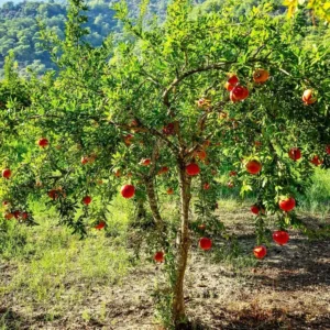 1 Parfianka Pomegranate Tree Live Plant - Sweet Fruit & Soft Seeds - Image 4